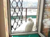 Кошки, котята Британская короткошерстная, Фото
