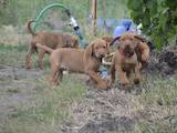 Собаки, щенята Угорська вижла, ціна 5000 Грн., Фото