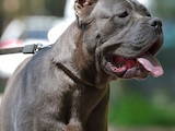 Собаки, щенята Кане Корсо, ціна 26000 Грн., Фото