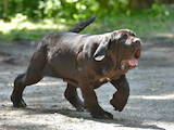 Собаки, щенки Мастино неаполетано, цена 39000 Грн., Фото