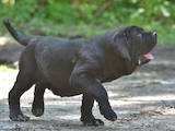 Собаки, щенята Мастіно неаполетано, ціна 39000 Грн., Фото
