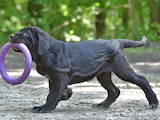 Собаки, щенята Мастіно неаполетано, ціна 39000 Грн., Фото