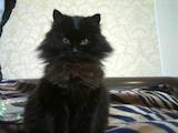 Кошки, котята Йоркская шоколадная, цена 250 Грн., Фото