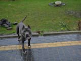 Собаки, щенки Стаффордширский бультерьер, цена 6499 Грн., Фото
