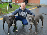Собаки, щенки Стаффордширский бультерьер, цена 6593 Грн., Фото