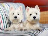 Собаки, щенки Вестхайленд уайт терьер, цена 15000 Грн., Фото