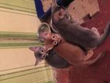 Кішки, кошенята Абіссінська, ціна 6500 Грн., Фото