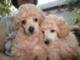 Собаки, щенки Карликовый пудель, цена 4000 Грн., Фото
