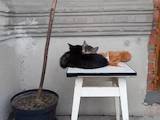 Кошки, котята Неизвестная порода, цена 50 Грн., Фото