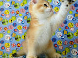 Кошки, котята Британская короткошерстная, цена 13300 Грн., Фото