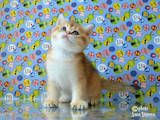 Кішки, кошенята Британська короткошерста, ціна 13300 Грн., Фото
