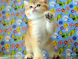 Кошки, котята Британская короткошерстная, цена 13300 Грн., Фото