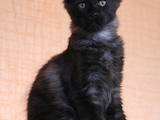 Кошки, котята Мэйн-кун, цена 13000 Грн., Фото