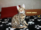 Кішки, кошенята Бенгальськая, ціна 10000 Грн., Фото