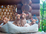 Собаки, щенки Чирнеко дель Этна, цена 36 Грн., Фото