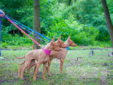 Собаки, щенки Чирнеко дель Этна, цена 36 Грн., Фото