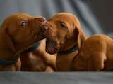 Собаки, щенки Венгерская выжла, цена 21000 Грн., Фото