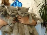 Кошки, котята Шотландская вислоухая, цена 700 Грн., Фото