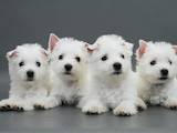 Собаки, щенята Вестхайленд уайт тер'єр, ціна 16000 Грн., Фото