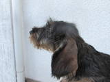 Собаки, щенята Жорсткошерста такса, ціна 10000 Грн., Фото