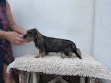 Собаки, щенки Жесткошерстная такса, цена 10000 Грн., Фото