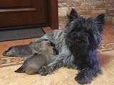 Собаки, щенята Кернтерьер, ціна 26000 Грн., Фото