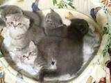 Кошки, котята Шотландская вислоухая, цена 900 Грн., Фото