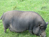 Животноводство,  Сельхоз животные Свиньи, цена 48 Грн., Фото