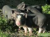 Тваринництво,  Сільгосп тварини Свині, ціна 48 Грн., Фото