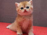 Кішки, кошенята Британська короткошерста, ціна 9800 Грн., Фото