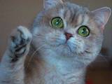 Кошки, котята Британская короткошерстная, цена 9800 Грн., Фото
