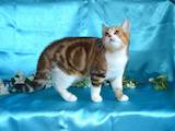 Кошки, котята Шотландская короткошерстная, цена 6500 Грн., Фото