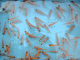 Рибки, акваріуми Рибки, ціна 80 Грн., Фото