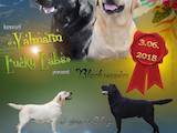 Собаки, щенята Лабрадор ретрівер, ціна 8000 Грн., Фото