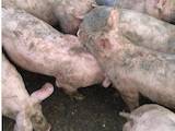 Животноводство,  Сельхоз животные Свиньи, цена 1200 Грн., Фото
