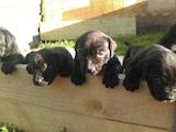 Собаки, щенки Кане Корсо, цена 7000 Грн., Фото
