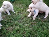 Собаки, щенята Золотистий ретрівер, ціна 3500 Грн., Фото