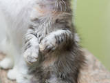 Кішки, кошенята Мейн-кун, ціна 4500 Грн., Фото