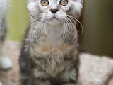 Кішки, кошенята Мейн-кун, ціна 4500 Грн., Фото