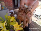Собаки, щенки Английский коккер, цена 2800 Грн., Фото