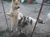 Собаки, щенки Восточно-Сибирская лайка, цена 1000 Грн., Фото