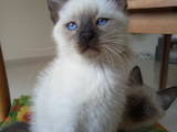 Кошки, котята Сиамская, цена 2000 Грн., Фото