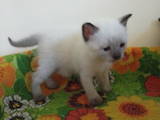 Кошки, котята Сиамская, цена 2000 Грн., Фото