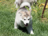 Собаки, щенки Аляскинский маламут, цена 10000 Грн., Фото