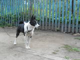 Собаки, щенки Русско-Европейская лайка, цена 1200 Грн., Фото