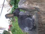 Грызуны Кролики, цена 120 Грн., Фото