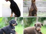Собаки, щенки Доберман, цена 3000 Грн., Фото