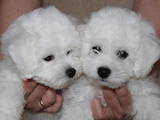 Собаки, щенки Бишон фрисе, цена 31000 Грн., Фото