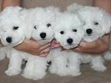 Собаки, щенки Бишон фрисе, цена 31000 Грн., Фото