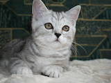 Кошки, котята Шотландская короткошерстная, Фото